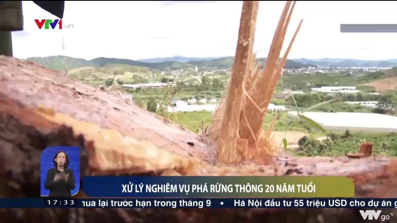 Xử lý vụ phá rừng thông 20 năm tuổi | Việt Nam hôm nay